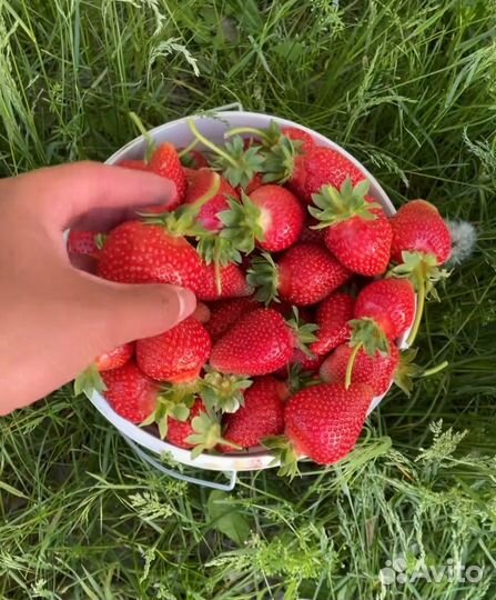 Клубника свежая