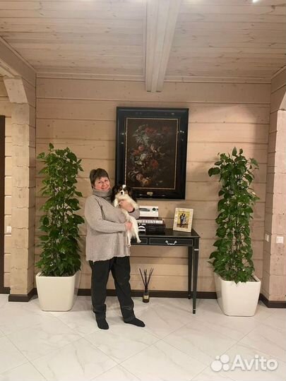 Услуги кинолога