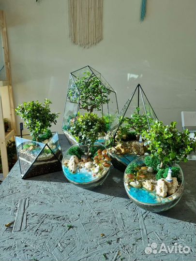 Флорариумы с бонсаями (шоу-рум)