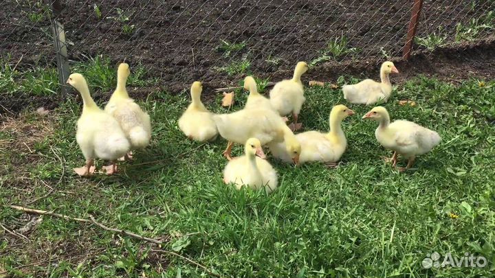 Гусята линда