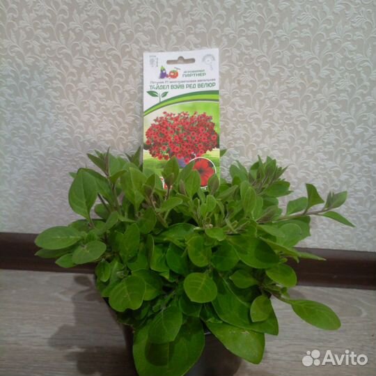 Рассада петуньи тайдал вейв ред велюр