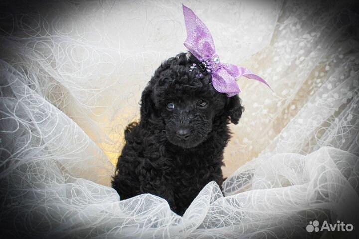 Щеночки миниатюрный пудель