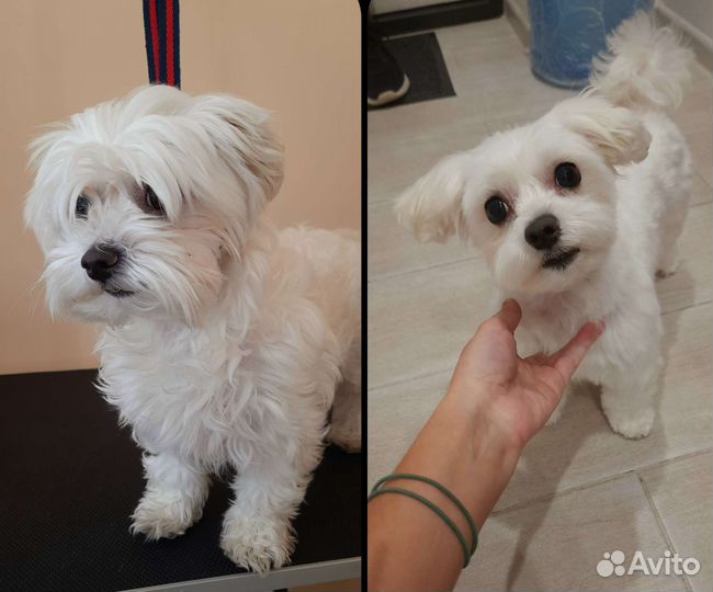 Груминг собак мелких пород