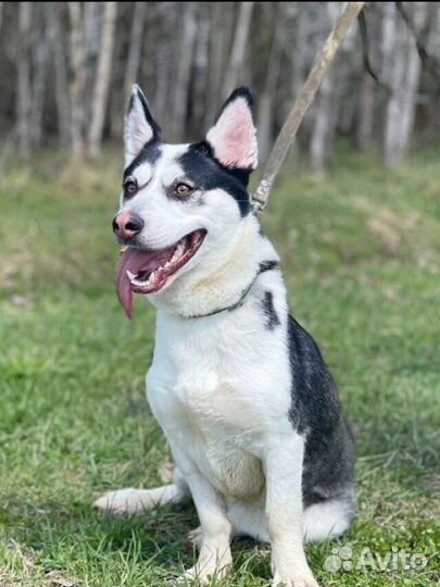 Небольшая Собака в дар