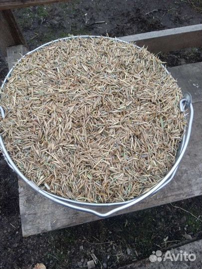 Семена костра