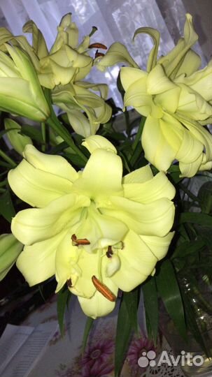 Лилии сортовые и другое