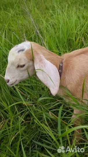 Коза дойная