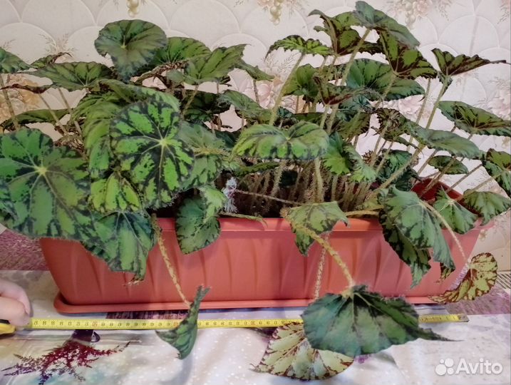 Бегония в балконном ящике