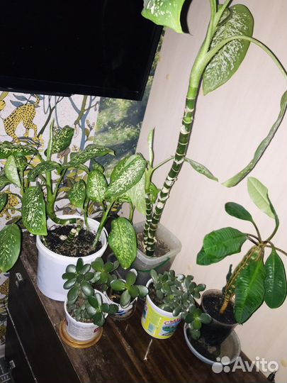 Диффенбахия крассула хлорофитум