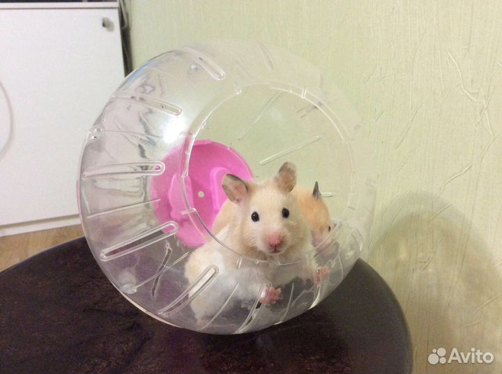 Манеж (рельсы ) для хомяков