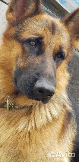 Чистокровный Немец Вязка