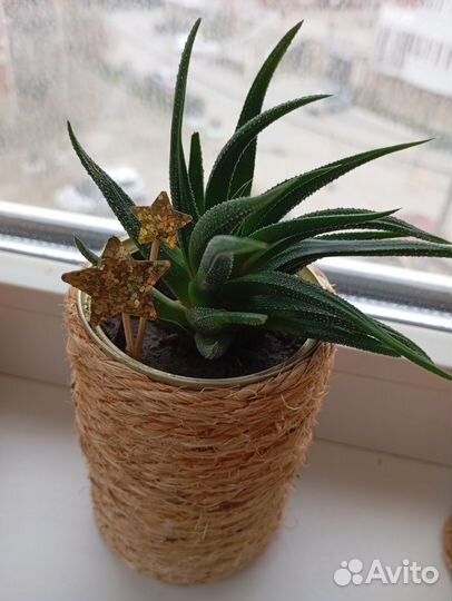 Комнатные растения разные Подарок на Новый год