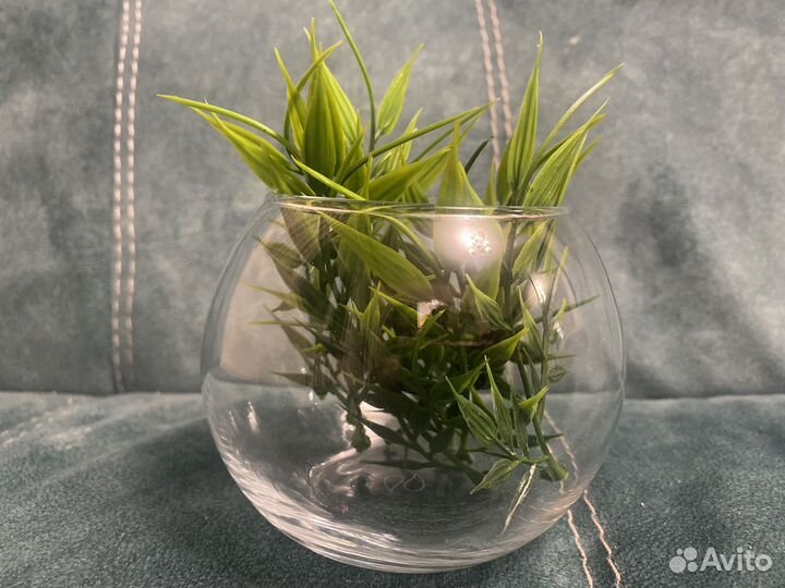 Ваза для флорариума