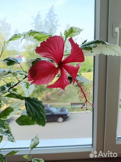 Продается гибискус пестролистный