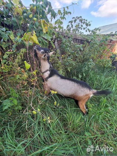 Козел альпиец чп