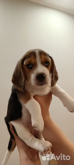 Щенки Бигль