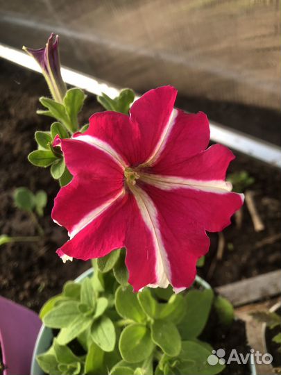 Петуния цветущая в кашпо