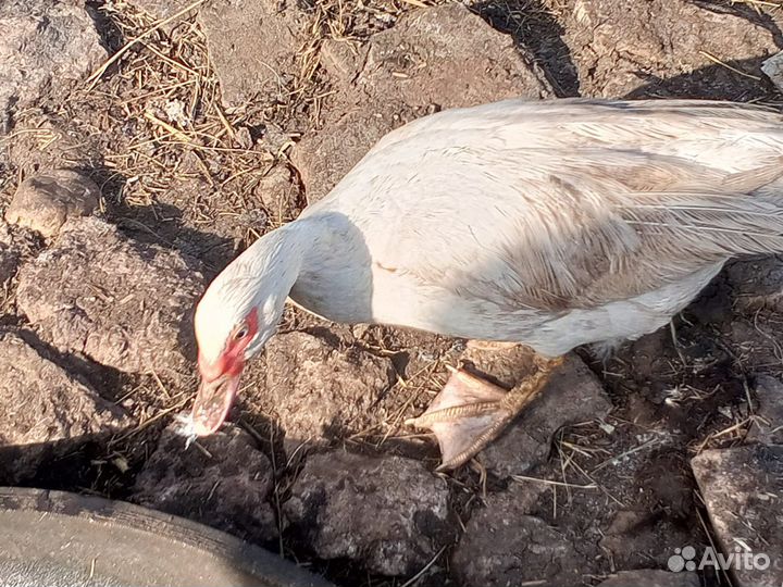 Мускусные индоутки самки