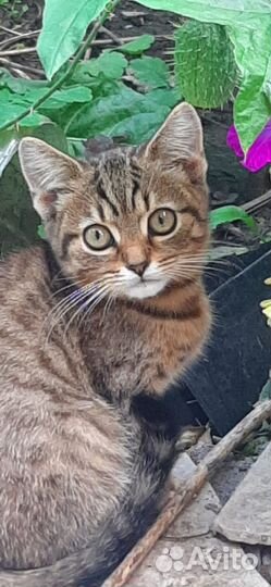 Котята-красавчики