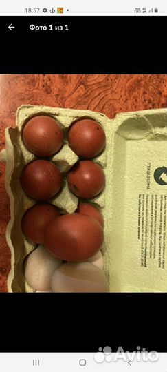 Инкубационное яйцо