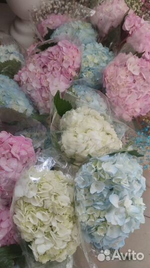 Букеты Горцензия 1 сентябя доставка