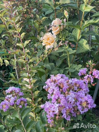 Лагерстремия/ индийская сирень