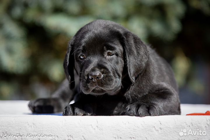 Щенки лабрадора