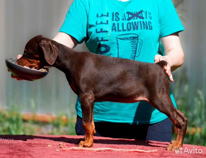 Доберман щенок девочка