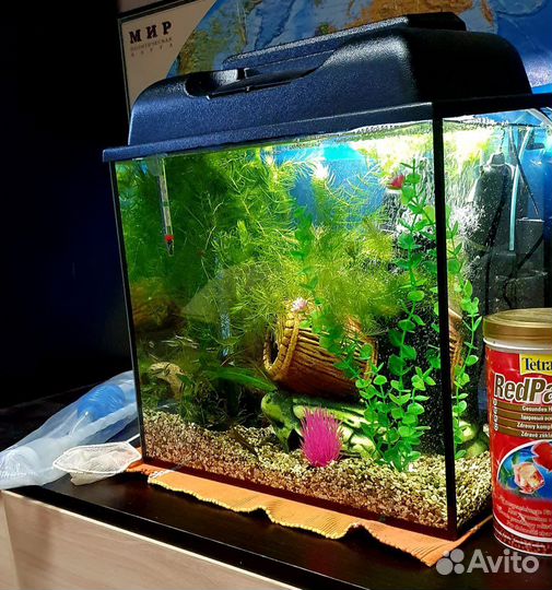 Аквариум 35 л с рыбками и креветками