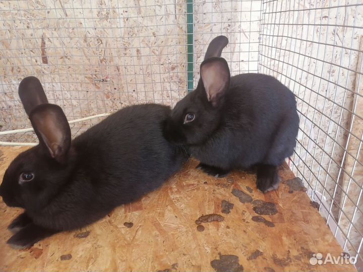 Кролики советская Шиншилла, Калифорния