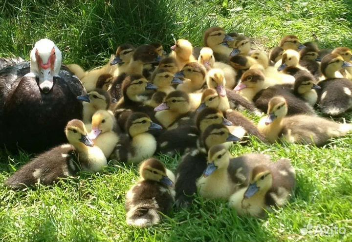 Мускусные утки индоутки индоутята