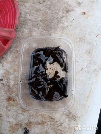 Пиявки для рыбалки