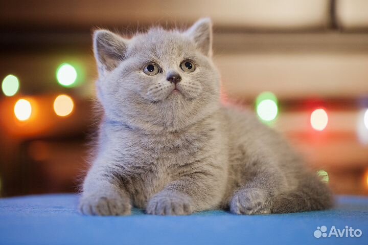 Эффектная британка Герда, от породистых Британцев