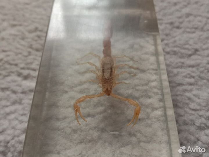 Наст. скорпион в эпоксидной смоле