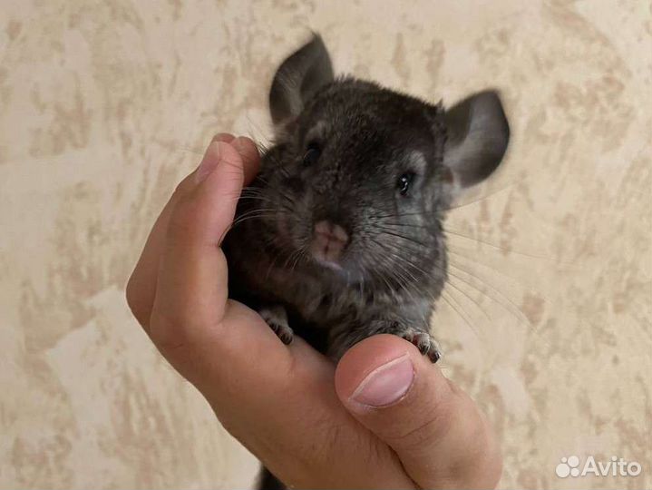 Шиншилленок