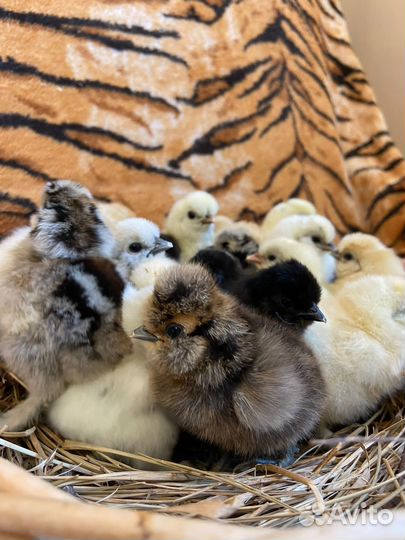 Цыплята китайские шелковые