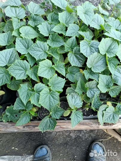 Рассада помидор и огурцов оптом и разницу