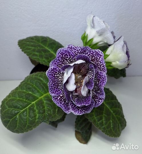 Цветущая глоксиния