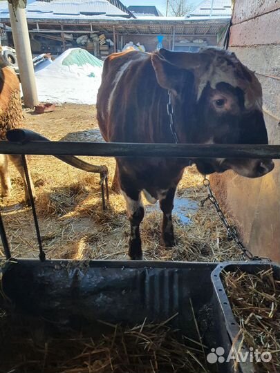 Быки на мясо