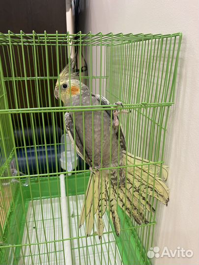 Попугай корелла вместе с клеткой