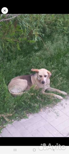 Собака в добрые руки