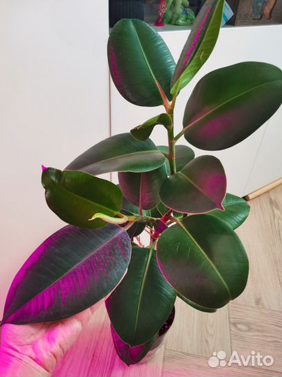 Фикус каучуконосный