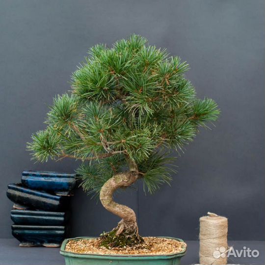 Семена Сосны для бонсай Вырасти сам