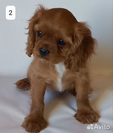 Кавалер кинг чарльз спаниель