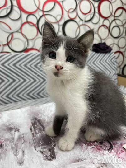 Котëнок в добрые руки