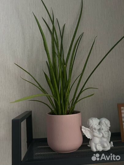 Сансевиерия, взрослое растение