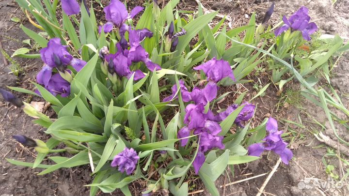 Растения для сада, цветы