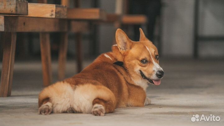 Обработка собак от клещей