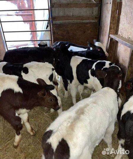 Телята бычки