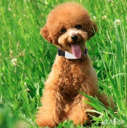 Водонепроницаемый GPS ошейником для животных TK911